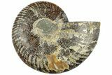 Cut & Polished Ammonite Fossil (Half) - Madagascar #308631-1